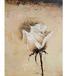 White Rose