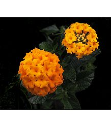 Lantana Flower