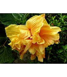 Light Saffron Hibiscus