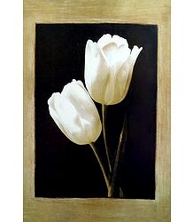 White Tulips