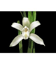 Cymbidium
