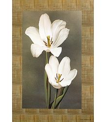 White Lily
