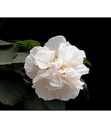 White Hibiscus