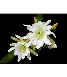 White Lily