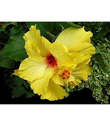 Yellow Hibiscus