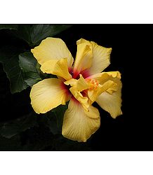 Yellow Hibiscus