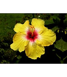 Yellow Hibiscus