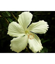 Yellow Hibiscus