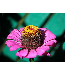 Zinnia