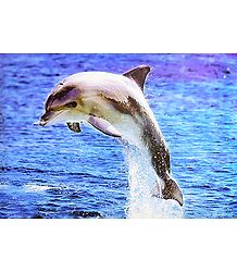 Dancing Dolphin