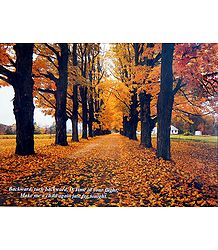 Colors of Autumn