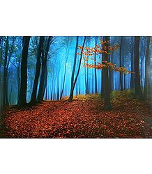 Serenity