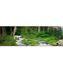 Riverside Forest
