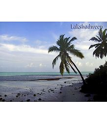 Palm Trees at Agatti Beach, Lakshadweep, India