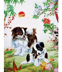 Cute Puppies