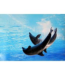 Dancing Dolphins
