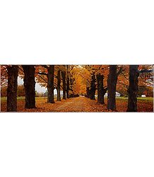 Peace with Nature