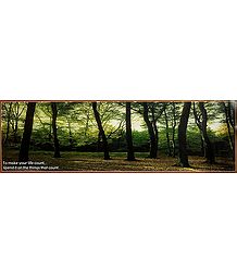 Forest Scene