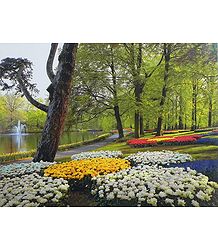 Keukenhof Garden in Amsterdam, Holland
