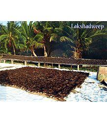 Fish Drying in Lakshadweep, India