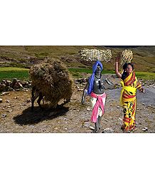 Hay Collecter Photo - Unframed Photo Print on Paper