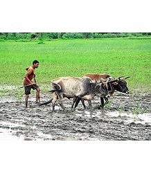 Farmer Ploughing Field