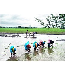 Indian Farmers
