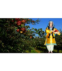 Kashmiri Apple Plucker Photo - Unframed Photo Print on Paper