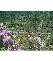 Blooming Rhododendron in Shingba Sanctuary, Yumthang - North Sikkim, India