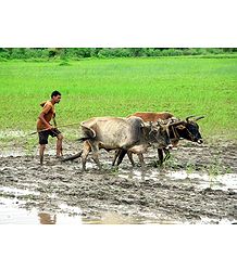Farmer Ploughing Field near Sanchi - Madhya Pradesh, India