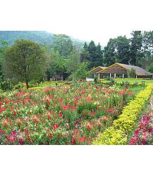 Saramsa Garden, Gangtok - East Sikkim, India