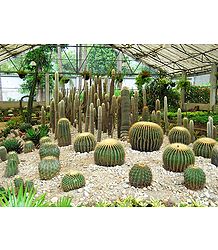 Cactus at Saramsa Garden, Gangtok - East Sikkim, India