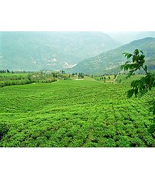 Temi Tea Garden in Ravangla - South Sikkim, India