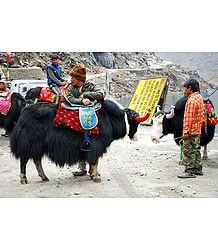 Yaks Near Tsomgo Lake, Gangtok - East Sikkim, India
