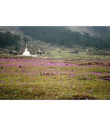 Blooming Primulas in Valley of Flowers, Yumthang - North Sikkim, India