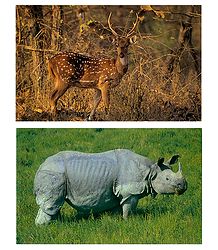 Chital and Rhinoceros - Set of 2 Postcards