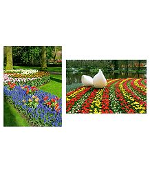Keukenhof Garden in Netherlands  - Set of 2 Postcards