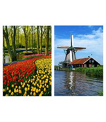 Keukenhof Tulip Garden and Windmill, Netherlands - Set of 2 Postcards