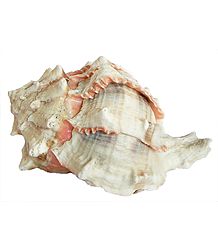 Murex Brassica Shell for Decoration
