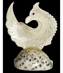 Shell Peacock