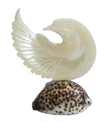 Mother of Pearl Pigeon on Cowrie