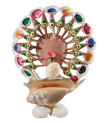 Shell Peacock