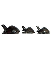 Set of 3 Tortoise