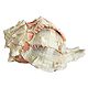Murex Brassica Shell for Decoration